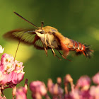 Hummingbird Clearwing Moth