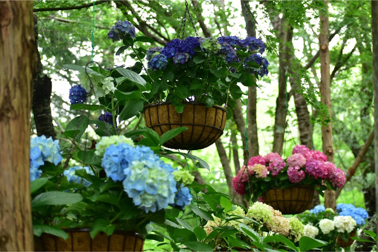 ｼﾞｭﾝさんが投稿した紫陽花コラボ・梅雨・紫陽花・ミニクーパーS・ドライブに関するカスタム事例の投稿画像5枚目