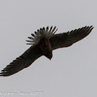 Kestrel