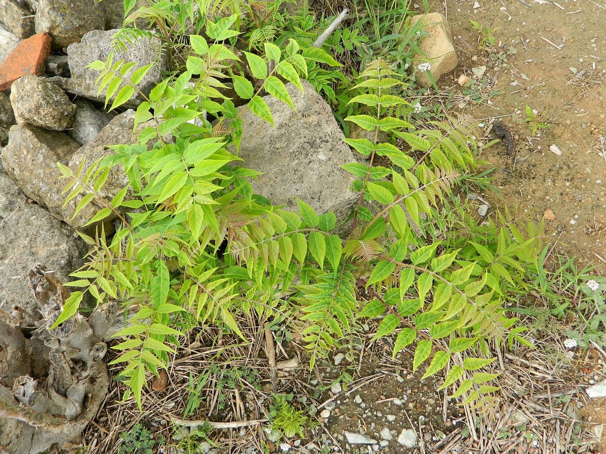 Tree of heaven (αείλανθος)