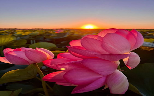 Lotus flower welcomes the sunset wallpaper screenshot 1