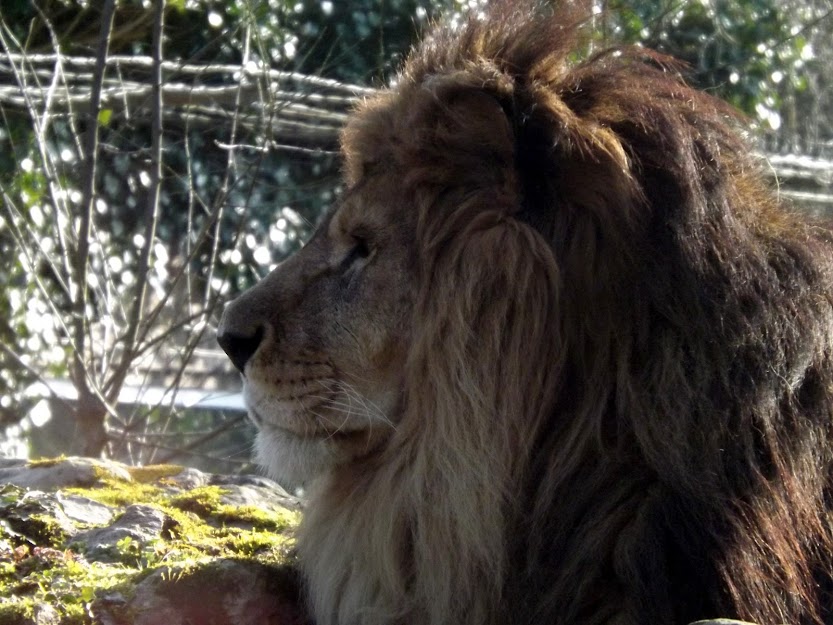 Lion, Doué la Fontaine - Tous droits réservés