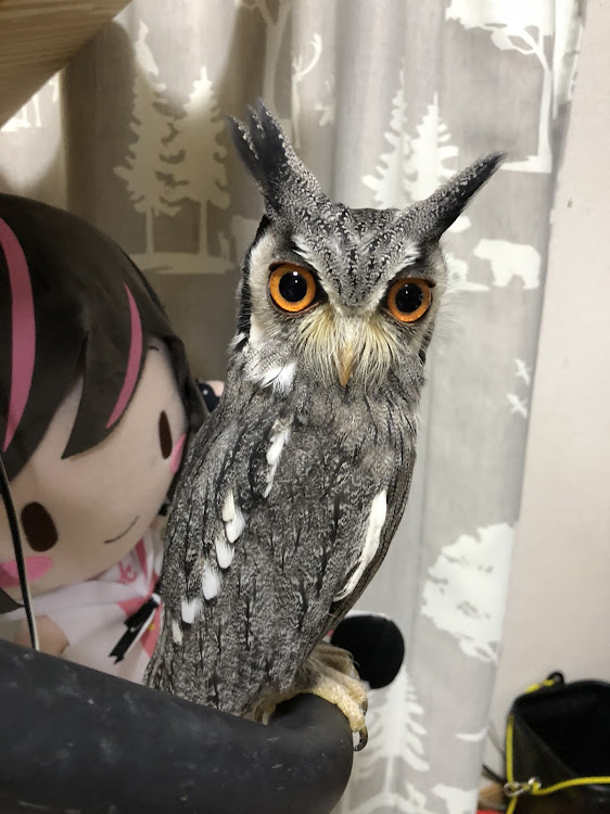 セリカのセリカ・メッキ・磨き・諦めも肝心に関するカスタム事例の投稿画像2枚目
