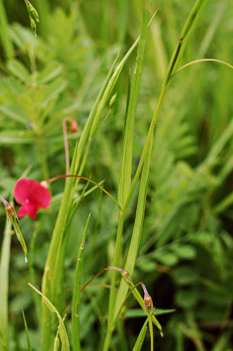 Lathyrus nissolia