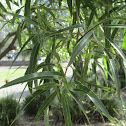 Queensland Bottle Tree