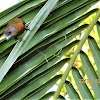 Passerrinis Tanager(female)