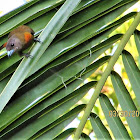 Passerrinis Tanager(female)