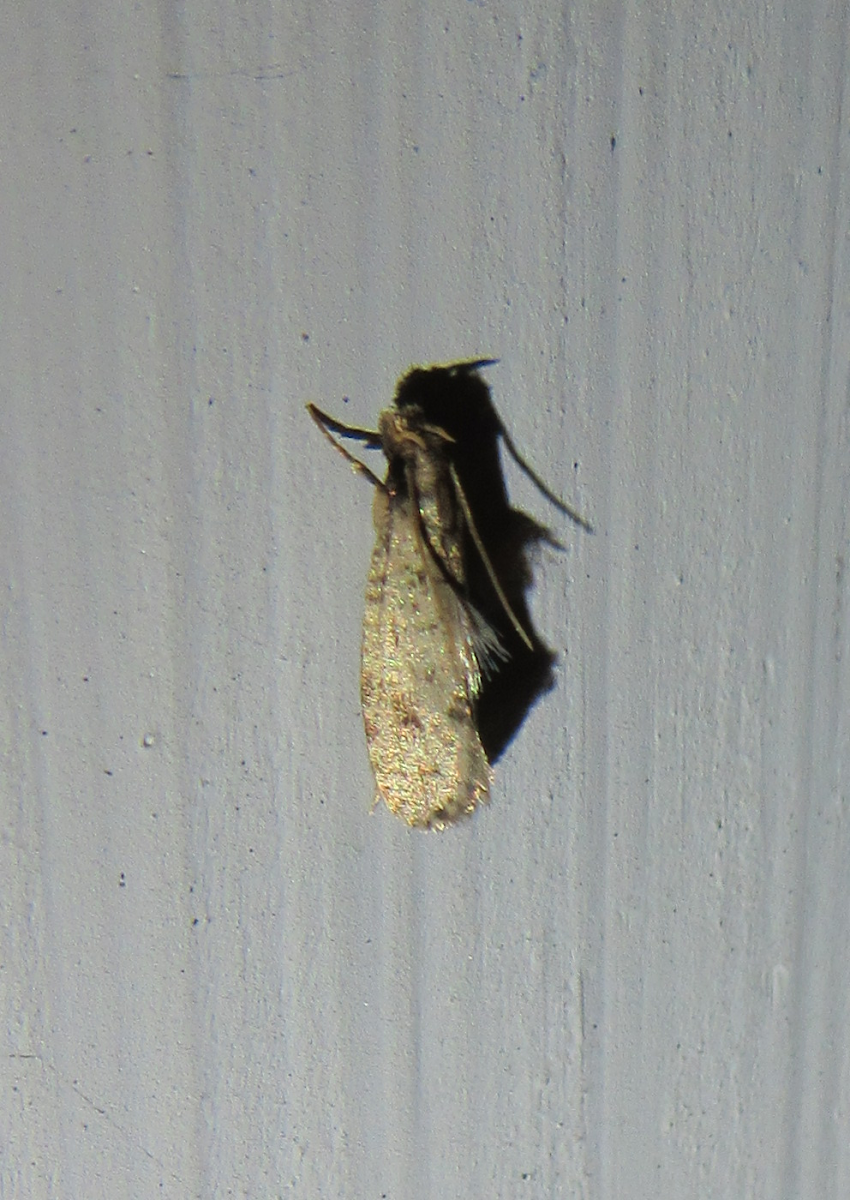 Eastern Grass-tubeworm Moth