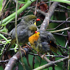 Red-billed Leiothrix Chicks