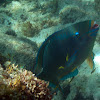 Queen Parrotfish (terminal)