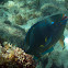 Queen Parrotfish (terminal)