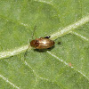 Flea Beetle