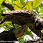 Sunda Pygmy Woodpecker