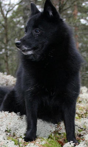 Schipperke Jigsaw Puzzle