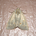 Moth