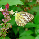 The Eastern Striped Albatross