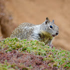 California Ground Squirrel