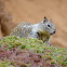 California Ground Squirrel