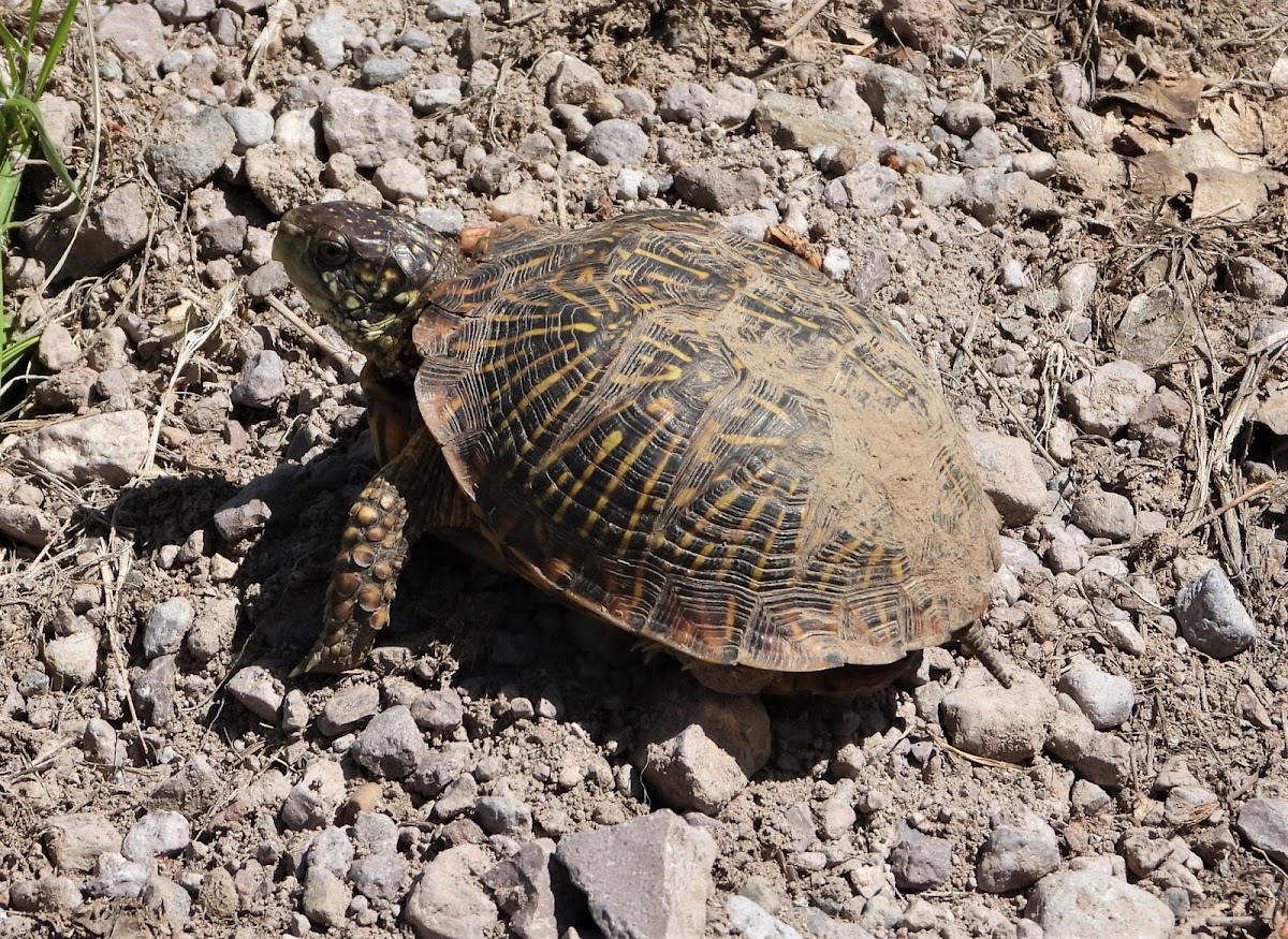 Ornate box turtle