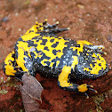 Yellow-bellied toad