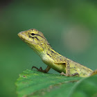 Common Garden Lizard