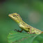 Common Garden Lizard