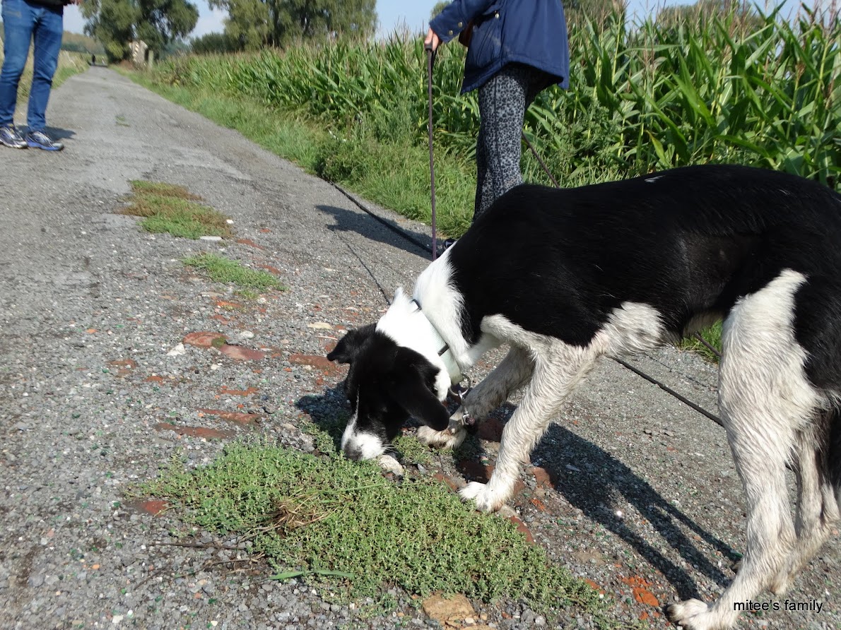  - Neva, jeune border collie ADOPTÉE   - Page 2 WMdPizWSytImfAzf0u0Sww5wpL9FG7B1x1jdWJCgpdTgD4JKpYVVhO2rRjNZRdo-r7CL5j0qQ4NbrIQOz4HR0VU8C38JVZAiVKbcjKwpknwefeclhGqkyH6DeG_cRd0_RhkuoJg5Y9RJxGvG7b9p8Ipbh_XRahsblYmzdoBKV1PD0C8M-PChY6w3H2_tdfPXQVgimpl4yV3Y0yKBxcCZRAbRXU62WzV66I2qjYasMhXpOjovjT9j96YXkBtwHiy8ndGtGnTn9zIz5zEMK9Yo_ujGlwA65dTz2vOEA7SAibMOVOZ_lkppDLiwzpkTLS5pMzhyFEqRn6HWmobRLPEmJ9ZWDSrq13054F-mWBmYyiz6jXwAD-2tTpUIn_NAW46yf9mGLcrBP62DhDc9rBbTPsqczfsIaOo5oO5chjJkK-ZtlYiBZiaSQBm3dJ8xgXYfrULP4DiEYWfCizRVNz6adGFNAelTj8ofmFsx2cuWdo2WhGee9ZX0EXP8HTenWXbXoJQNME-WJ53OsKNbTO978vYW0Bqig4w_n5I_A_X0aPViQC6cVBW6fKgl6q4eIzjzNaAYPG8gOHVWMoS3CryZqnEZCf7x2JvbH9Ky-TSpcqU=w1190-h892-no?pageId=102314735241138359955