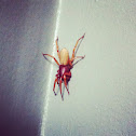 Woodlouse Spider