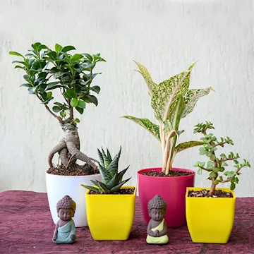 best-diy-handmade-rakhi-gifts-7-indoor-plants