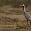 Common crane