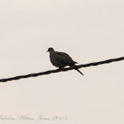 Collared Dove; Tórtola Turca