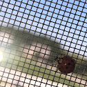 Asian Lady Beetle