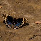 Blue pansy