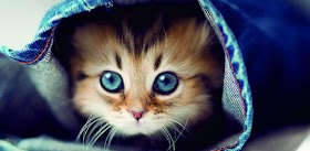 Download Wallpaper 3D Bergerak Lucu Kucing Pics