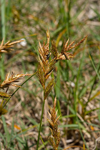 Carex arenaria