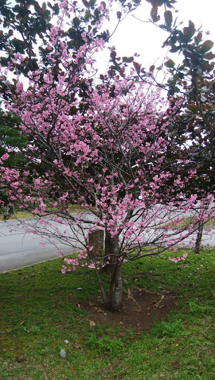 なかだいさんが投稿した桜祭りに関するカスタム事例の投稿画像2枚目