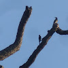 Acorn Woodpecker