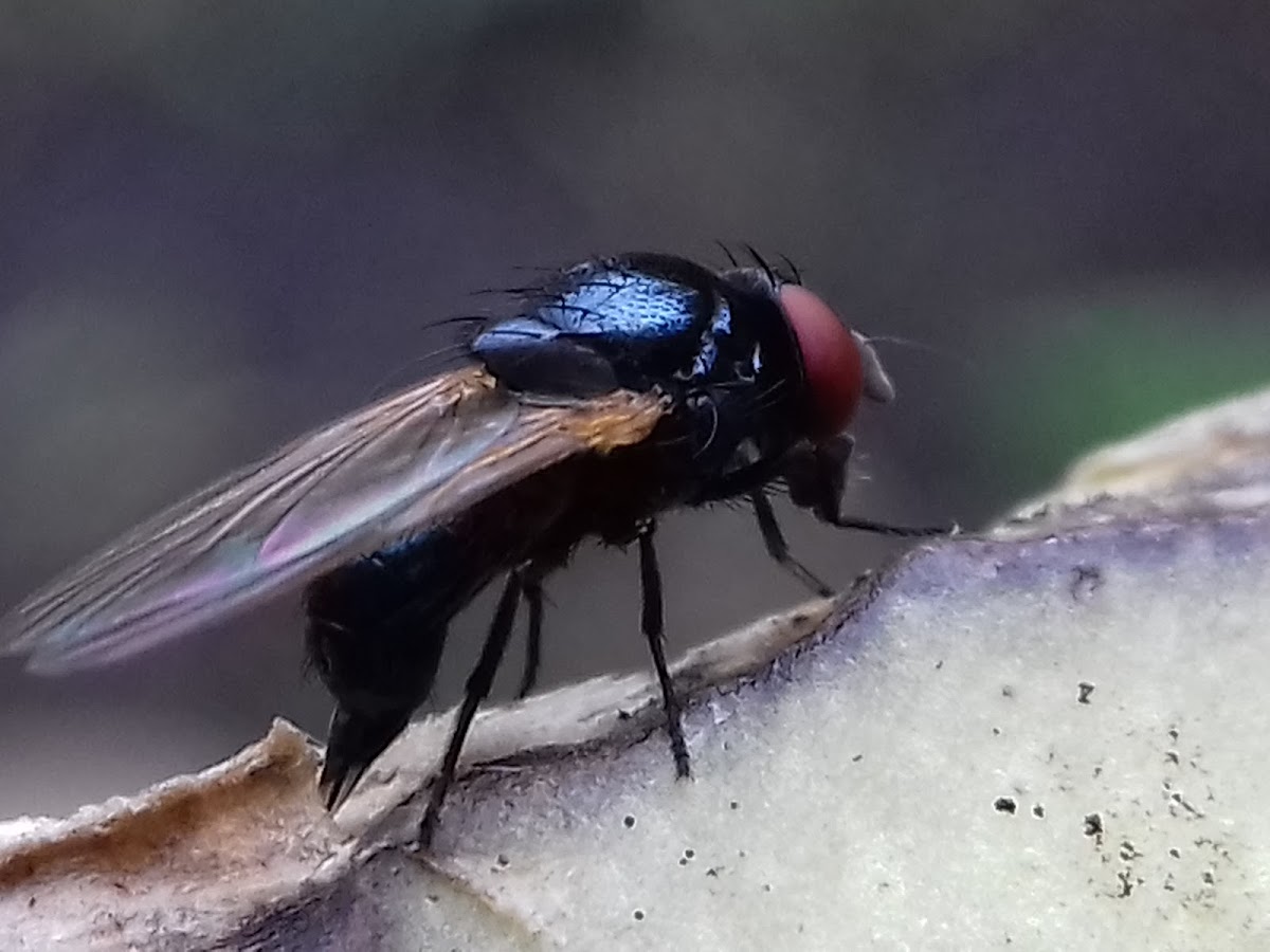 Ovipositing unknown Fly