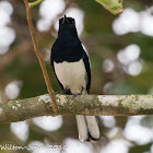 Oriental Magpie Robin