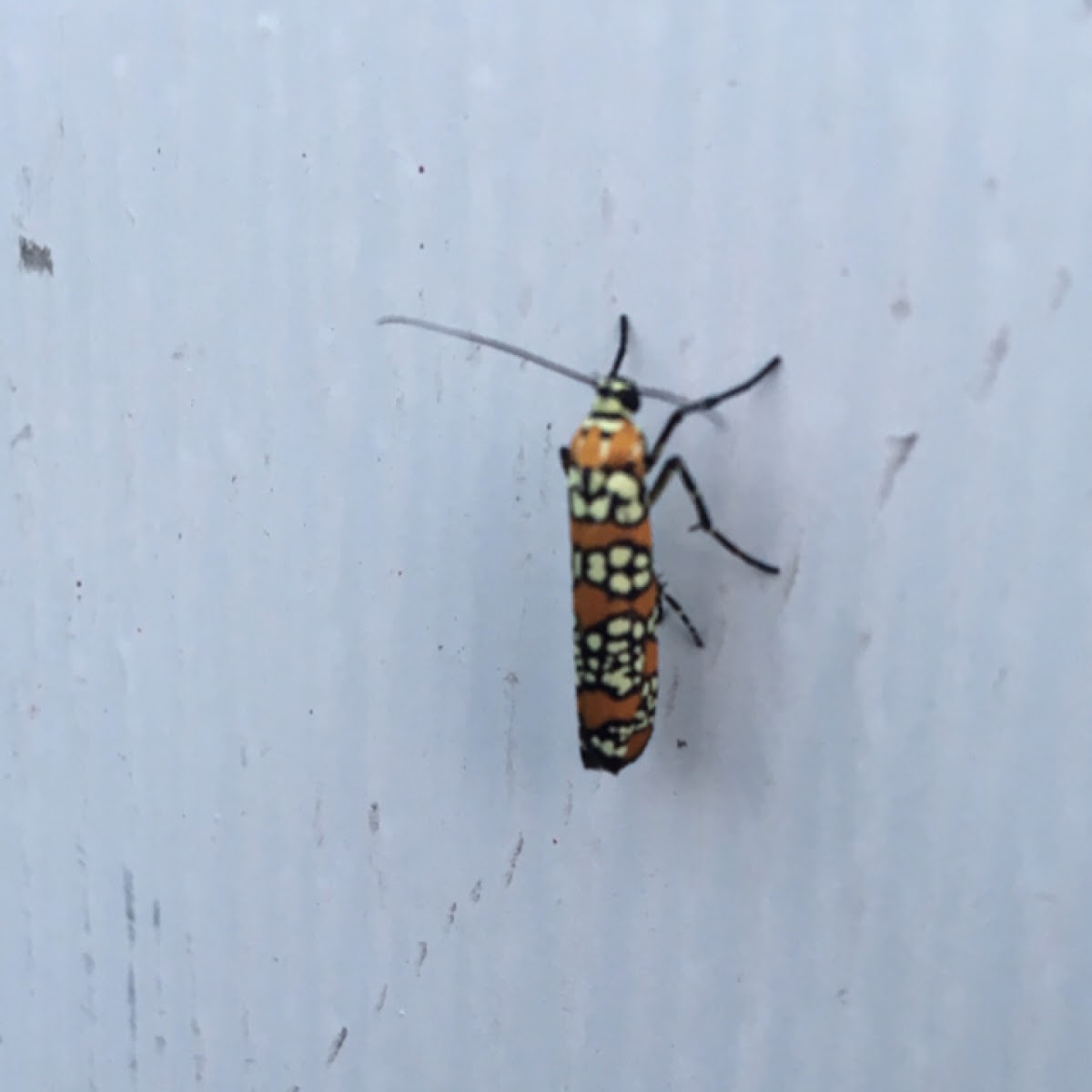 Ailanthus Webworm Moth