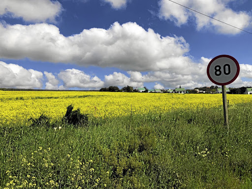 The canola fields outside Darling are in full bloom.