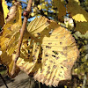 leaf from a tree