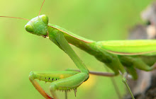 Praying Mantis HD Wallpapers New Tab Theme small promo image