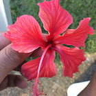 Hibisco