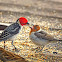 Cardeal-do-nordeste (Red-cowled Cardinal)