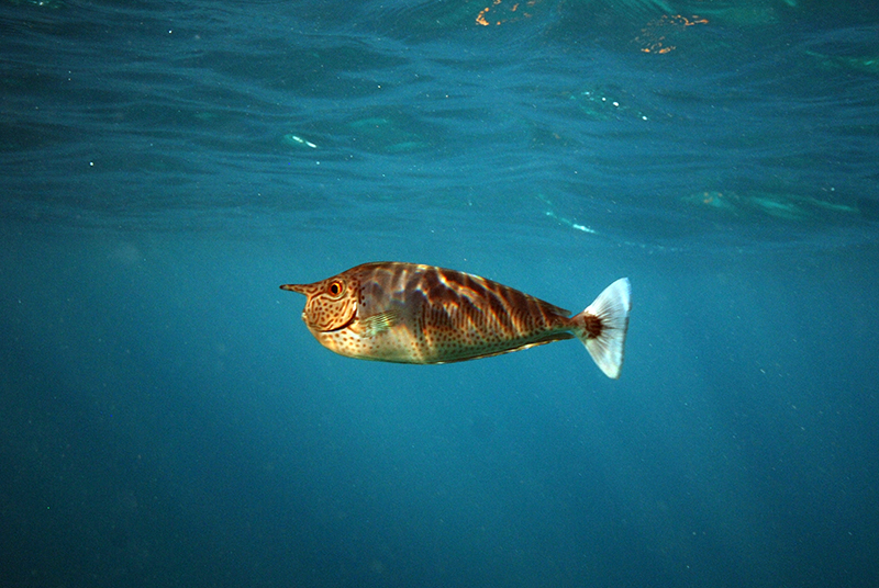 Short-nosed unicornfish