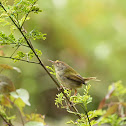 Common Tailorbird (長尾縫葉鶯)