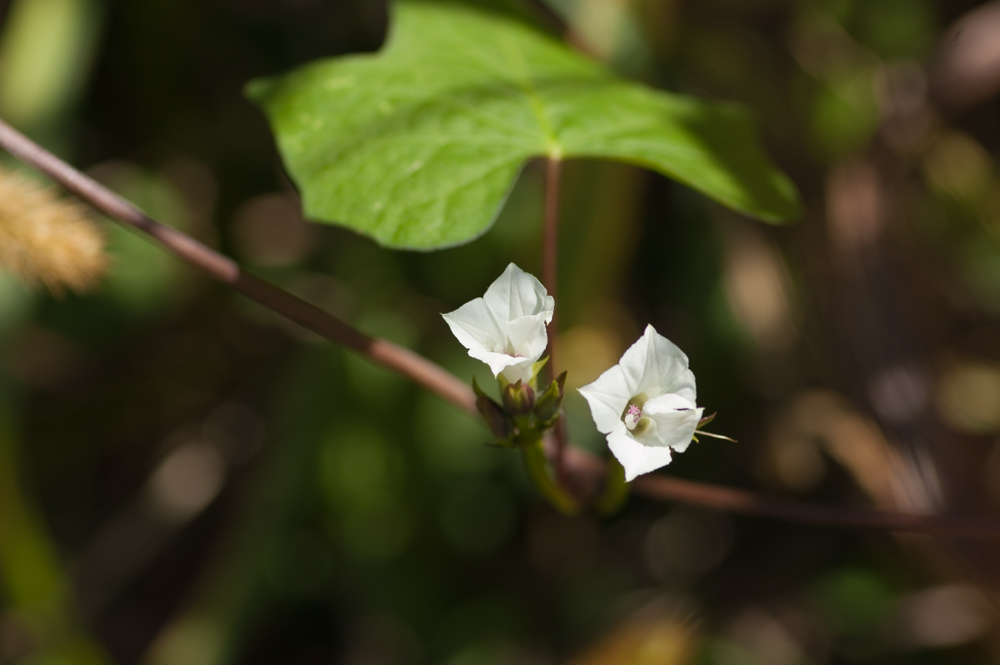 Small White Morning Glory