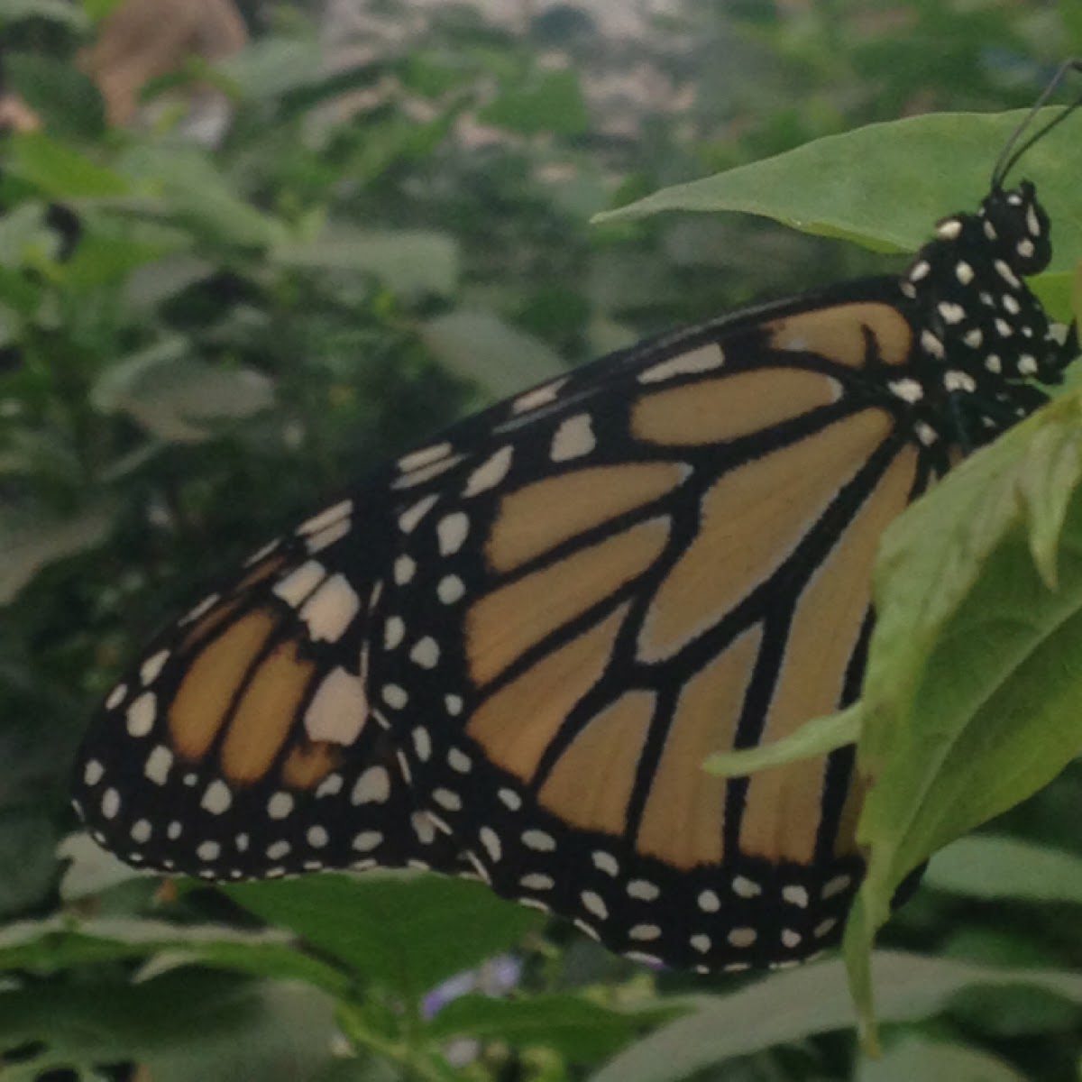 Monarch Butterfly