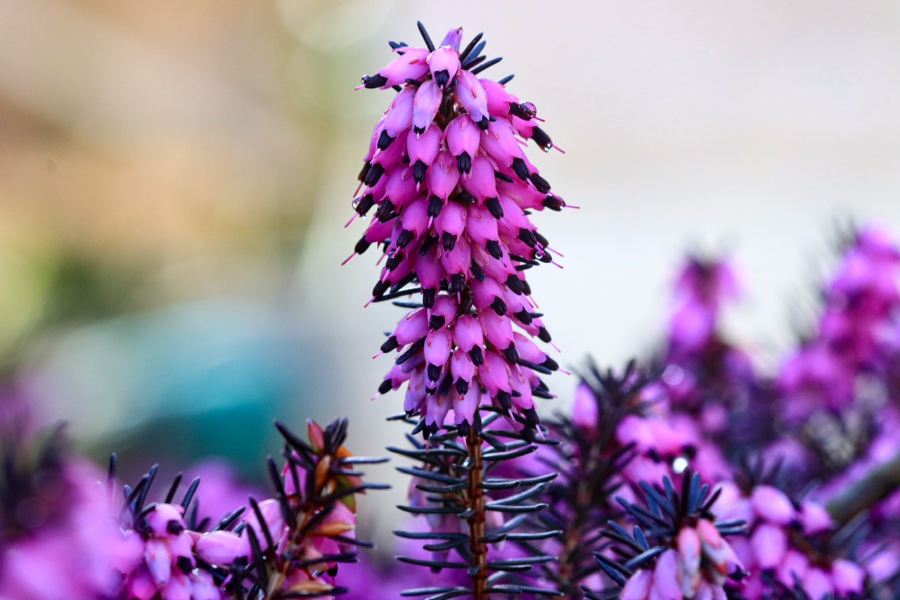 Fiore  di Capirizzo